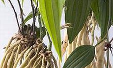Món ăn - bài thuốc phòng chống viêm mũi dị ứng